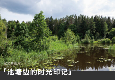 池塘边的时光印记